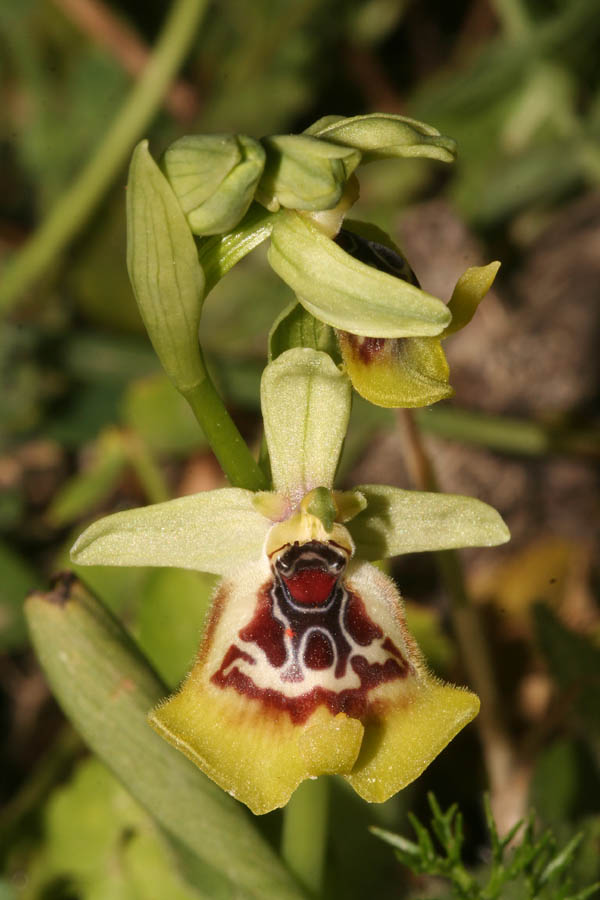 Ophrys oxyrrhynchos, Ophrys lacaitae e loro ibrido